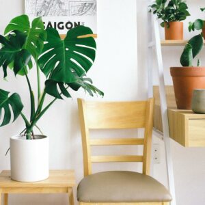 Photo of Swiss Cheese Plant Beside Chair